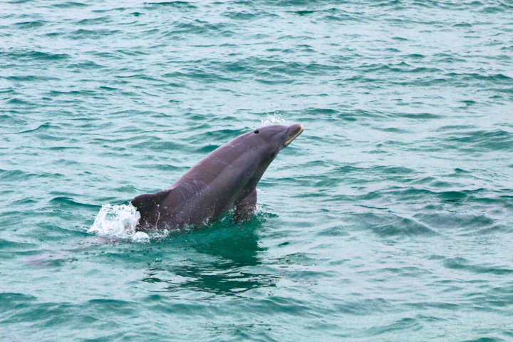 Dolphin leaping out of the water in the ocean.