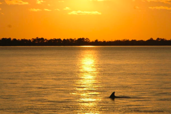 a dolphin swimming in the water spotted during a sunset dolphin cruise
