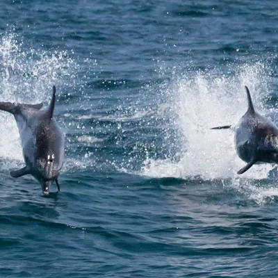 Two Dolphins Jumping Out of the Water