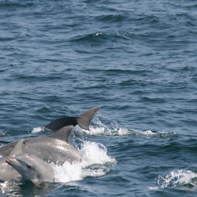 Dolphins Swimming Underwater