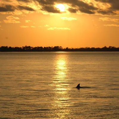 a dolphin swimming in the water spotted during a sunset dolphin cruise