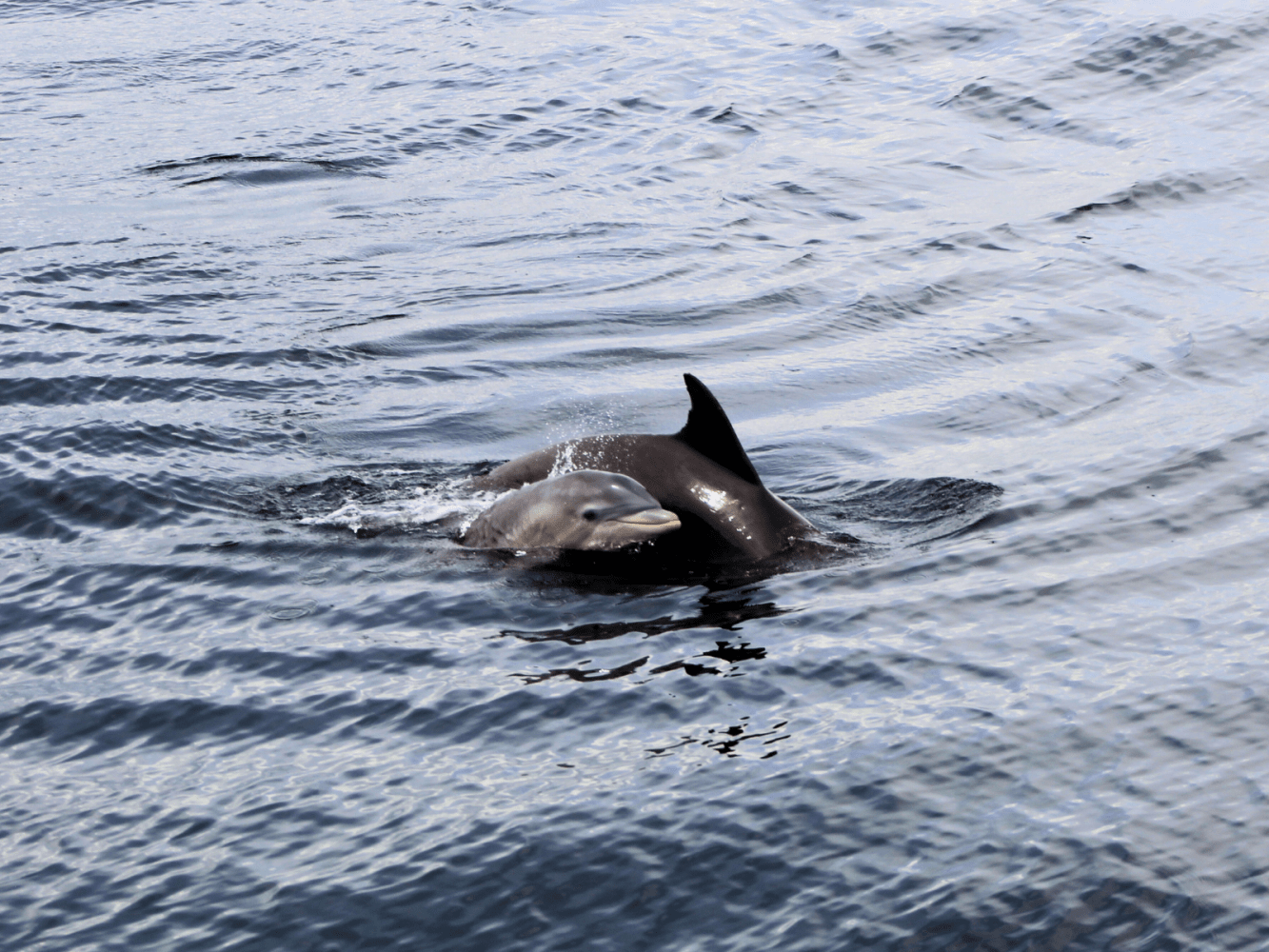 Dolphin swimming with calf in water.