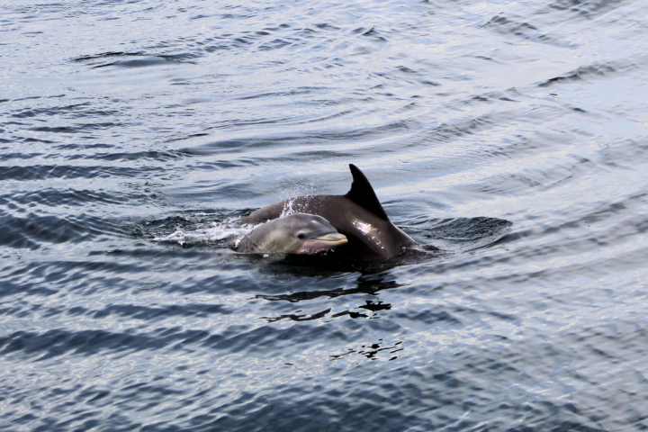 Dolphin swimming with calf in water.