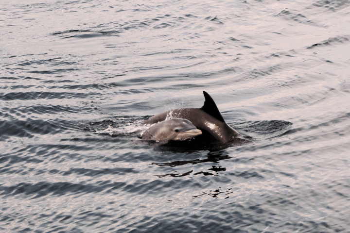 Two dolphins swimming together in rippling water.