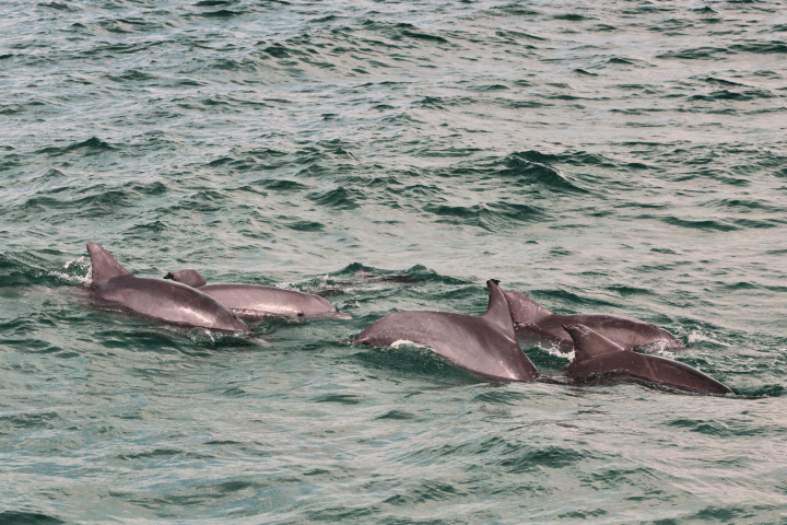 A group of dolphins swimming together in the ocean.