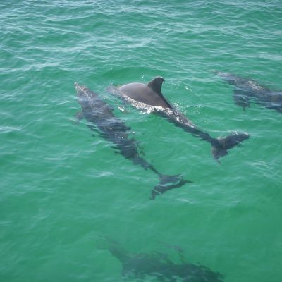 Dolphins Swimming Underwater