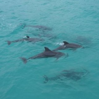 A Pod of Swimming Destin Dolphins