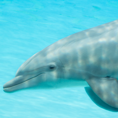 a fish swimming in a pool of water