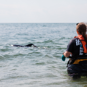 a person riding a surf board on a body of water