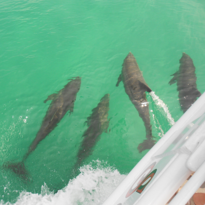 a dog swimming in the water